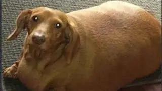 Memes That Left No Crumbs