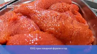 Карельская форель