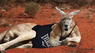 If Kangaroos could Talk (animation)