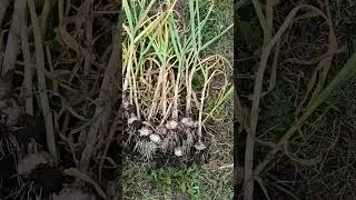 Наш урожай чеснока 👍#garden #nature #shorts