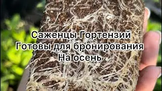 Обзор питомника , чтобы забронировать растения для осенней  отправки пишите ватсап ☎️89509999994