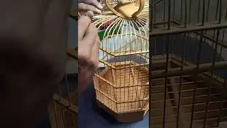 Sangkar segi 8 finishing walnut 