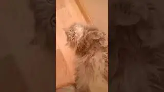 ✨ зайка Булька✨ 