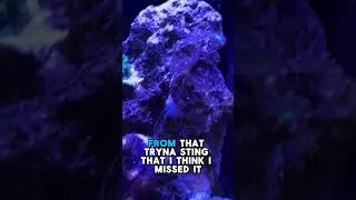 Help Identify This Saltwater Tentacle | The Help A New Reefer Series