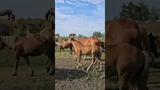 herd of red foals #horse Утро в табуне.