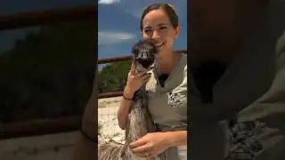ever wonder how Emus cool down in ☀️ weather? 