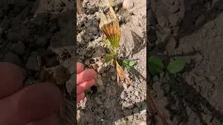 Пальма которая перезимовала практически без укрытия