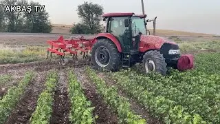 İlk Sulama Bitti Çapa Çekiyoruz 