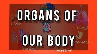 Various Organs of Our Body