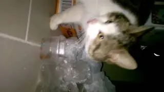 КОТжрет проходимый пришелец