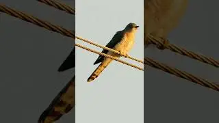 Common cuckoo