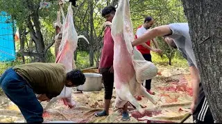 Full 🐑 sheep cleaning internal organs 🔪🐑
