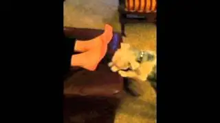 KITTY PEANUTBUTTER TOES.mov