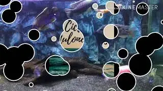 TOP 5 Ciclidos Africanos Aulonocaras