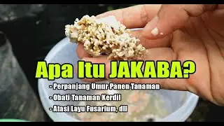 Mengenal JAKABA, Jamur Keberuntungan Petani, Cara Mendapatkan Jakaba