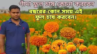 গাঁদা ফুল চাষ কতটা লাভজনক?গাঁদা ফুল চাষ পদ্ধতি।। লাভজনক ফুল চাষ।।Marigold  flower Farming in India.