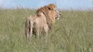 Grimace - Male Lion of Notch Coalition near Matira Camp - Chased from a herd of elephants - Part 3