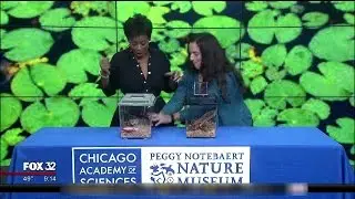 Female News Anchor Freaks Out On Live TV