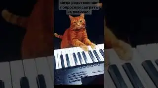 Талантливый кот играет на пианино 
