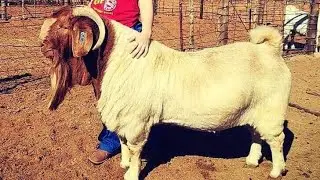 ✅ Boer breeding stallion