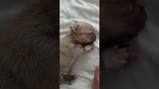 2X KIMBO SON CHIHUAHUA APPLE HEAD MEXICAN BLOODLINE PUPPY