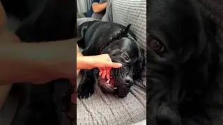 The sound he makes 😍🥰