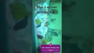 мук и мужик вечеры поёт 