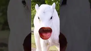 cow #cow #cute #funnycow #animals #cowbeauty