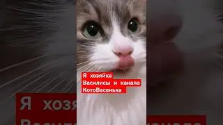 😂😂😂 Меня зовут Наташа#котовасенька #самаялюбимаякошка