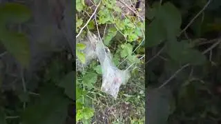 Crazy spider webs! #arachnophobia #countryliving #gardening