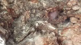 Bagworm