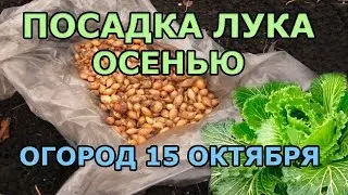 Сажаем лук под зиму, пекинская капуста поздний посев, сидераты
