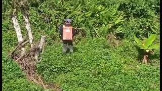 spray sa ating tanim na camote#farmer #spray #farmlife #farmers