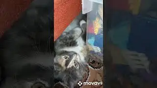Заигрывает!!!
