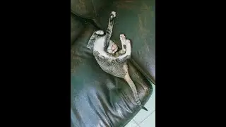 wild calm music