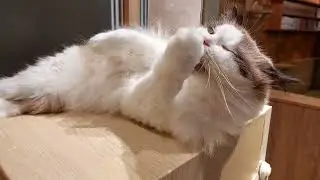 ✨🐈 Adorable & Cute Cats at 猫カフェ MoCHA 秋葉原店 (Cat cafe MoCHA Akihabara) in Tokyo || Japan 🐈✨