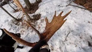 Заблудились в лесу! Нашли рог лося, чуть не встретили медведя!