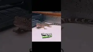 Could you live with a wild Tokay Gecko?