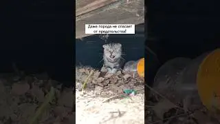 Кошку выкинули на речке