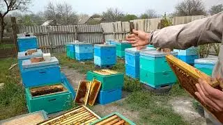 Вывод маток 2020. Как делаем стартер???