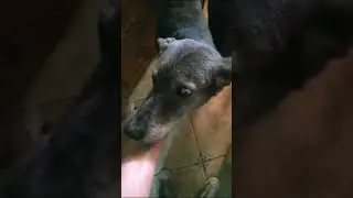 Волчок был домашним 😔