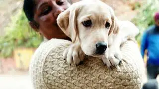 Access To Vet Care in India