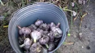 How to properly trim garlic.