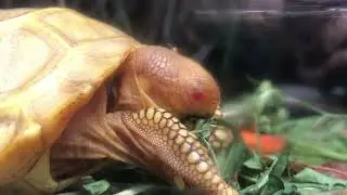 Chelonoidis nigra albinos Giant Galápagos Tortoise at the Tropiquarium de Servion, Switzerland