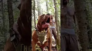 Apbt Dog exercise 👹 #shorts #pitbull #dog