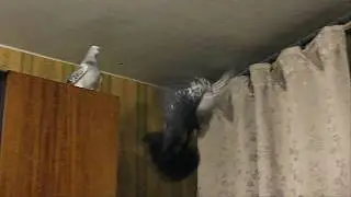 Голубь чиль кувыркается ✿ Pigeon flies with somersaults
