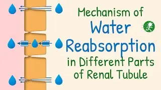 Water Reabsorption in the Renal Tubule | Aquaporin, Water Transport, Mechanism of Water Reabsorption