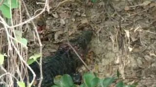 Jaguar killing large caiman 7/7 - Jaguar Research Center