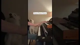 #pleasepleaseplease #sabrinacarpenter #coversong #synth #rhodes #dogsofyoutube #fyp