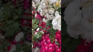 Благословляйте  величайшего любимца ﷺ!